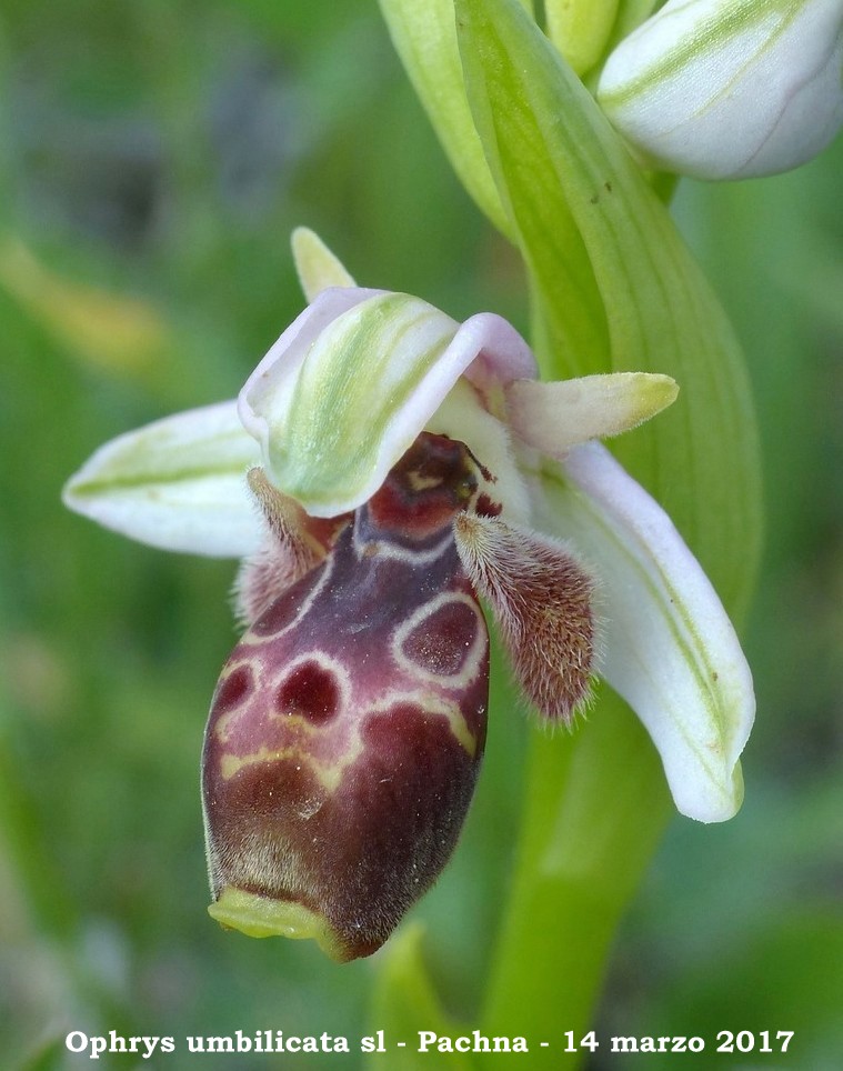 Cipro marzo 2017 : le orchidee di Venere.